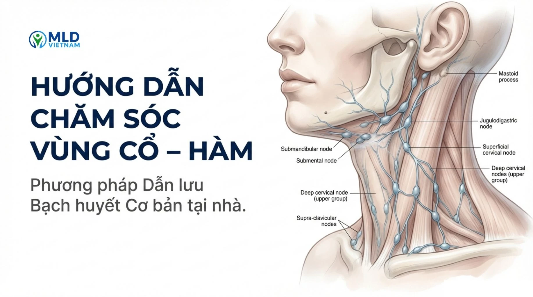 Hướng dẫn dẫn lưu bạch huyết vùng cổ – hàm tại nhà cho người chăm sóc cơ bản